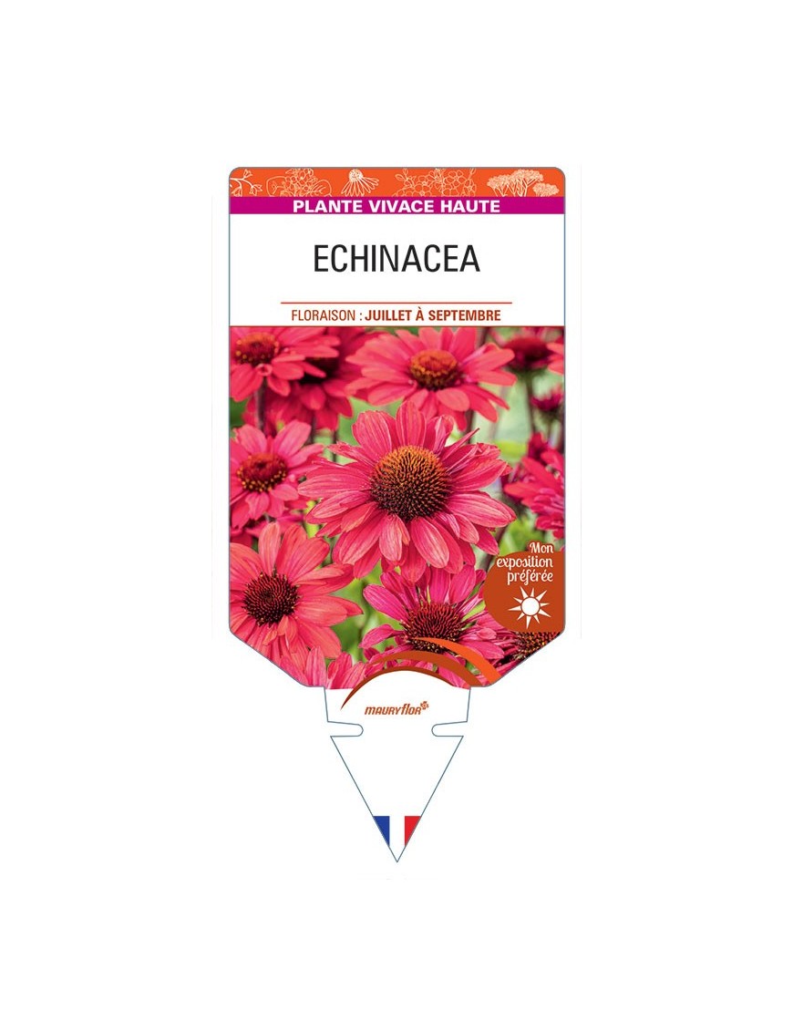 ECHINACEA (rouge)