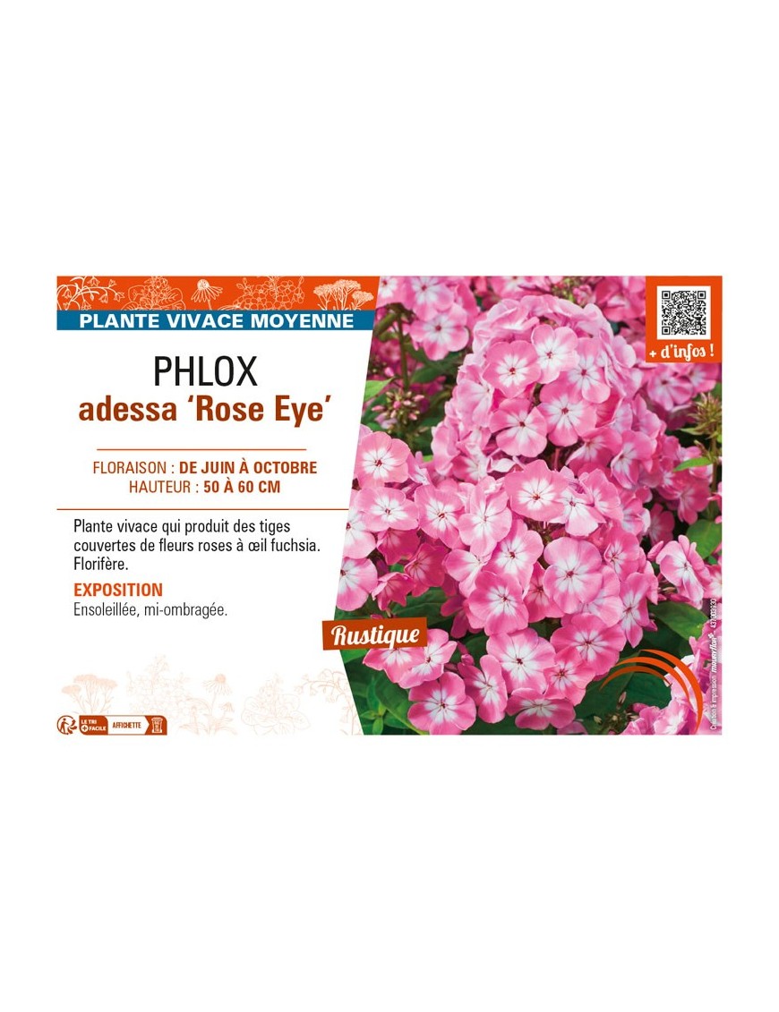 PHLOX adessa Rose Eye