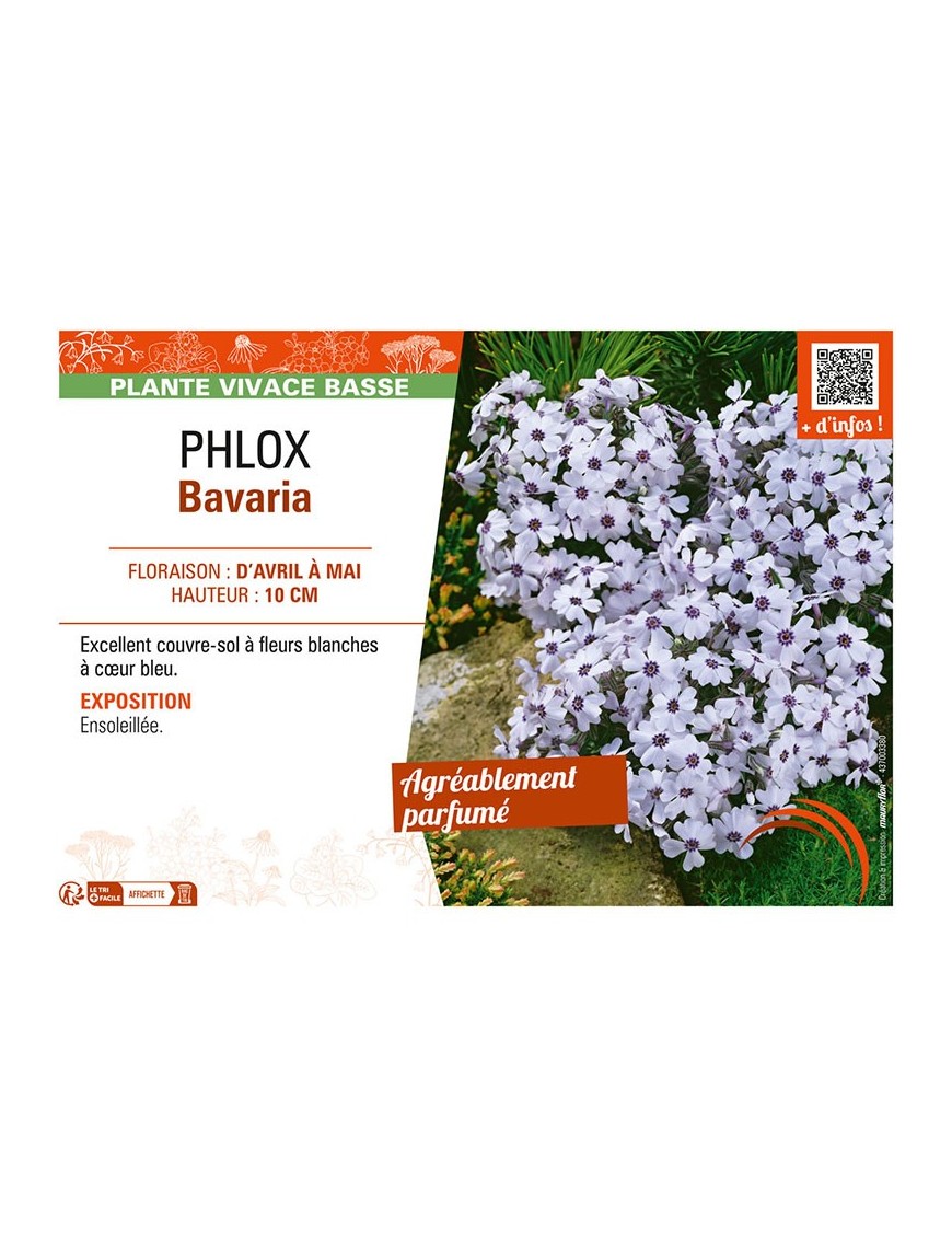 PHLOX BAVARIA