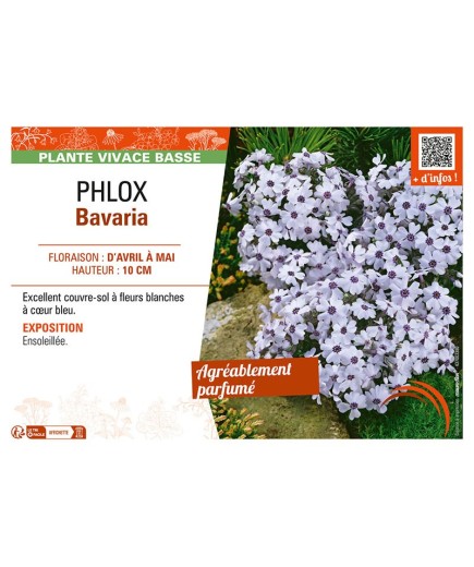 PHLOX BAVARIA