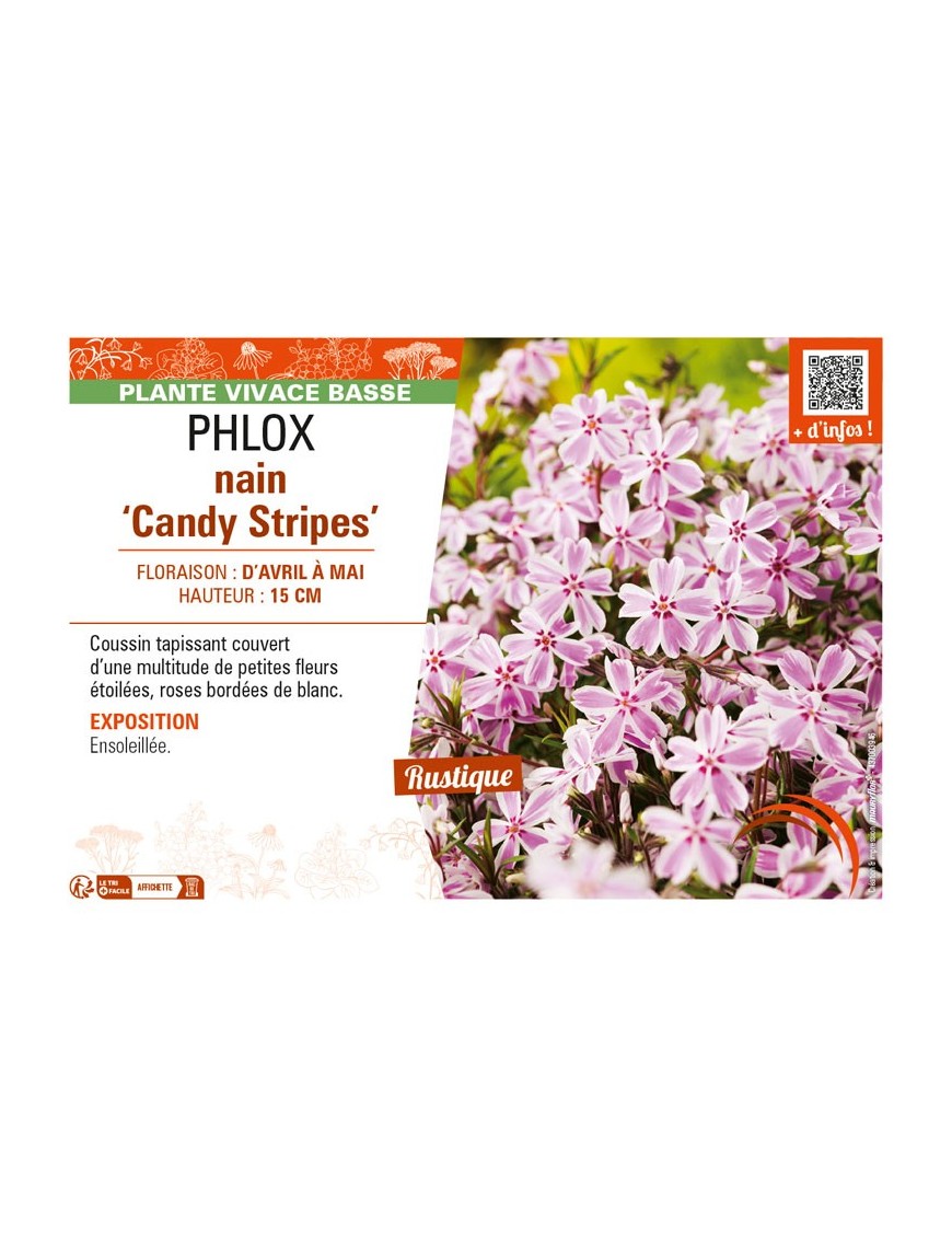 PHLOX Candy Stripes