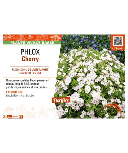 PHLOX CHERRY