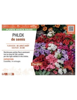 PHLOX de semis