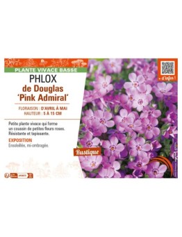 PHLOX douglasii Pink Admiral