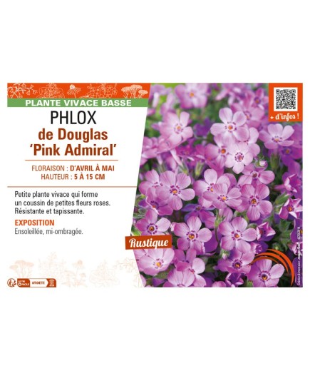 PHLOX douglasii Pink Admiral