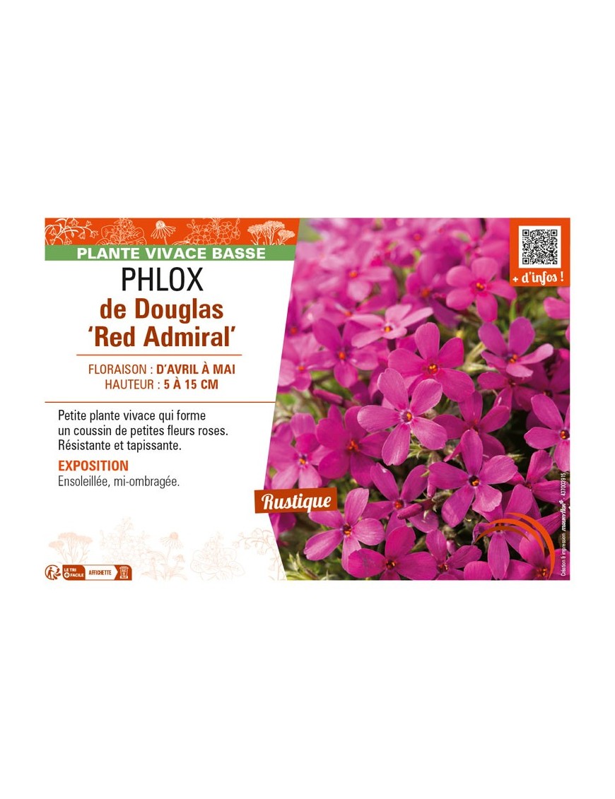 PHLOX douglasii Red Admiral