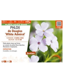 PHLOX douglasii White Admiral