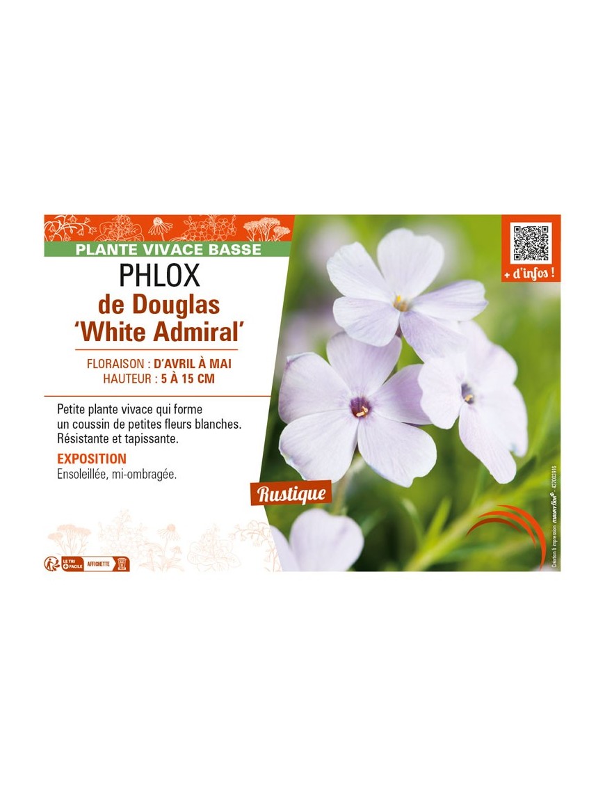 PHLOX douglasii White Admiral