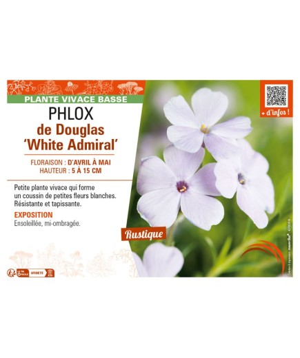 PHLOX douglasii White Admiral