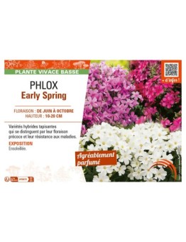 PHLOX EARLY SPRING