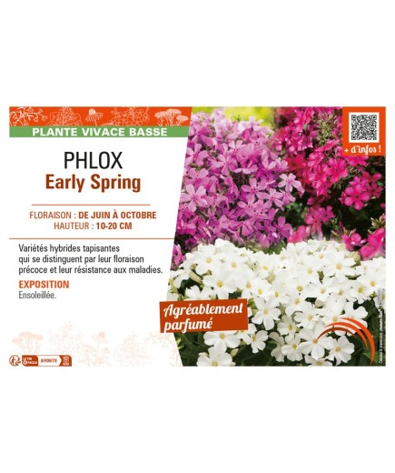 PHLOX EARLY SPRING