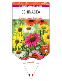 ECHINACEA (varié)