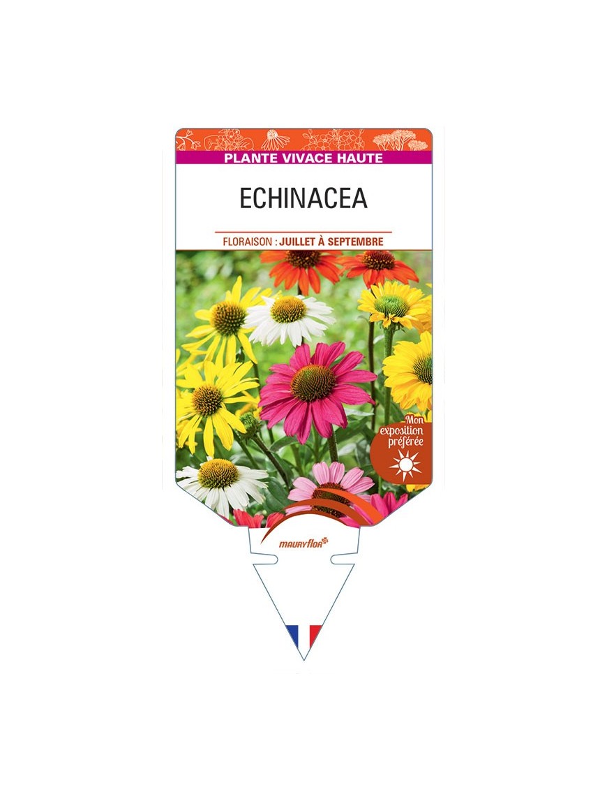 ECHINACEA (varié)