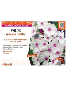 PHLOX maculé Delta