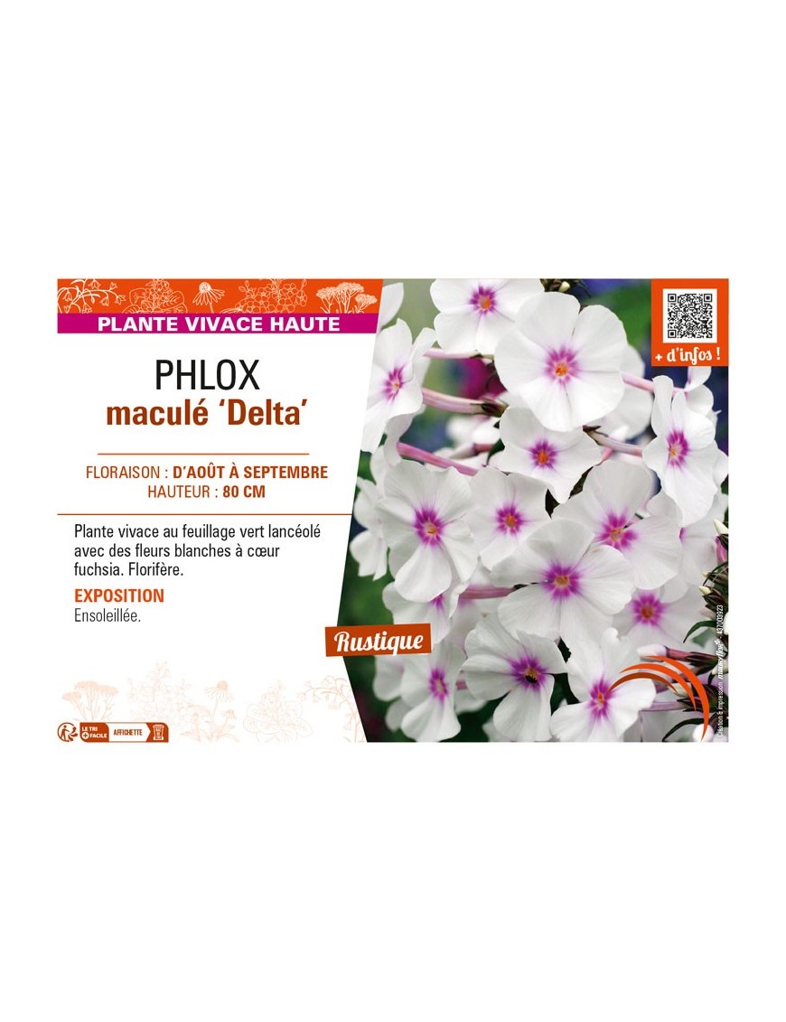 PHLOX maculé Delta