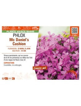 PHLOX MC DANIEL'S CUSHION