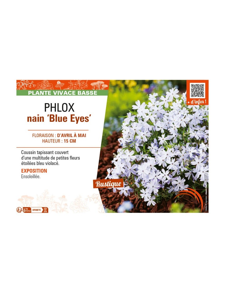 PHLOX nain Blue Eyes