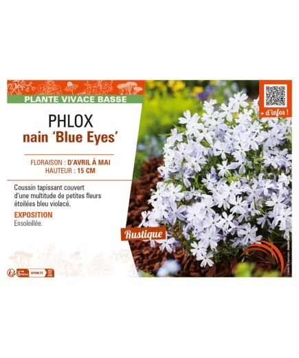 PHLOX nain Blue Eyes