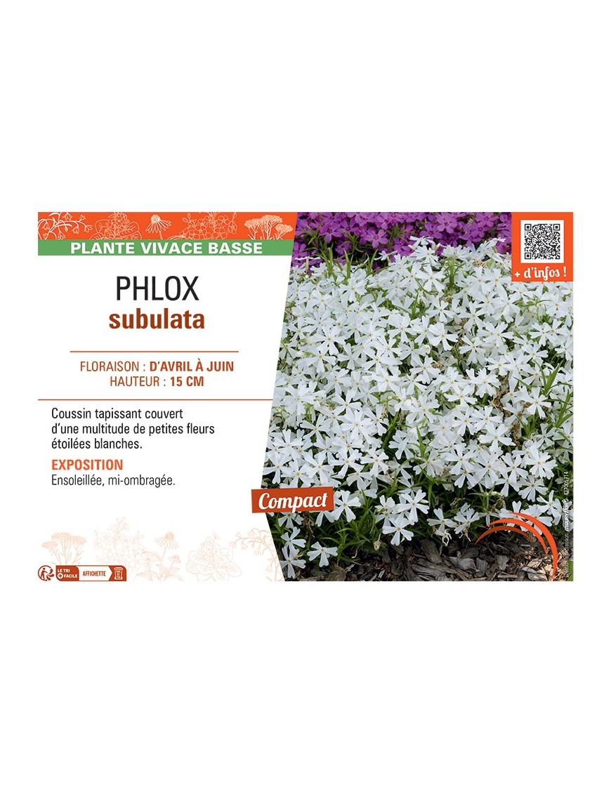 PHLOX nain (blanc)