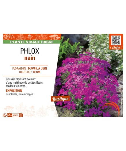 PHLOX nain (violet)