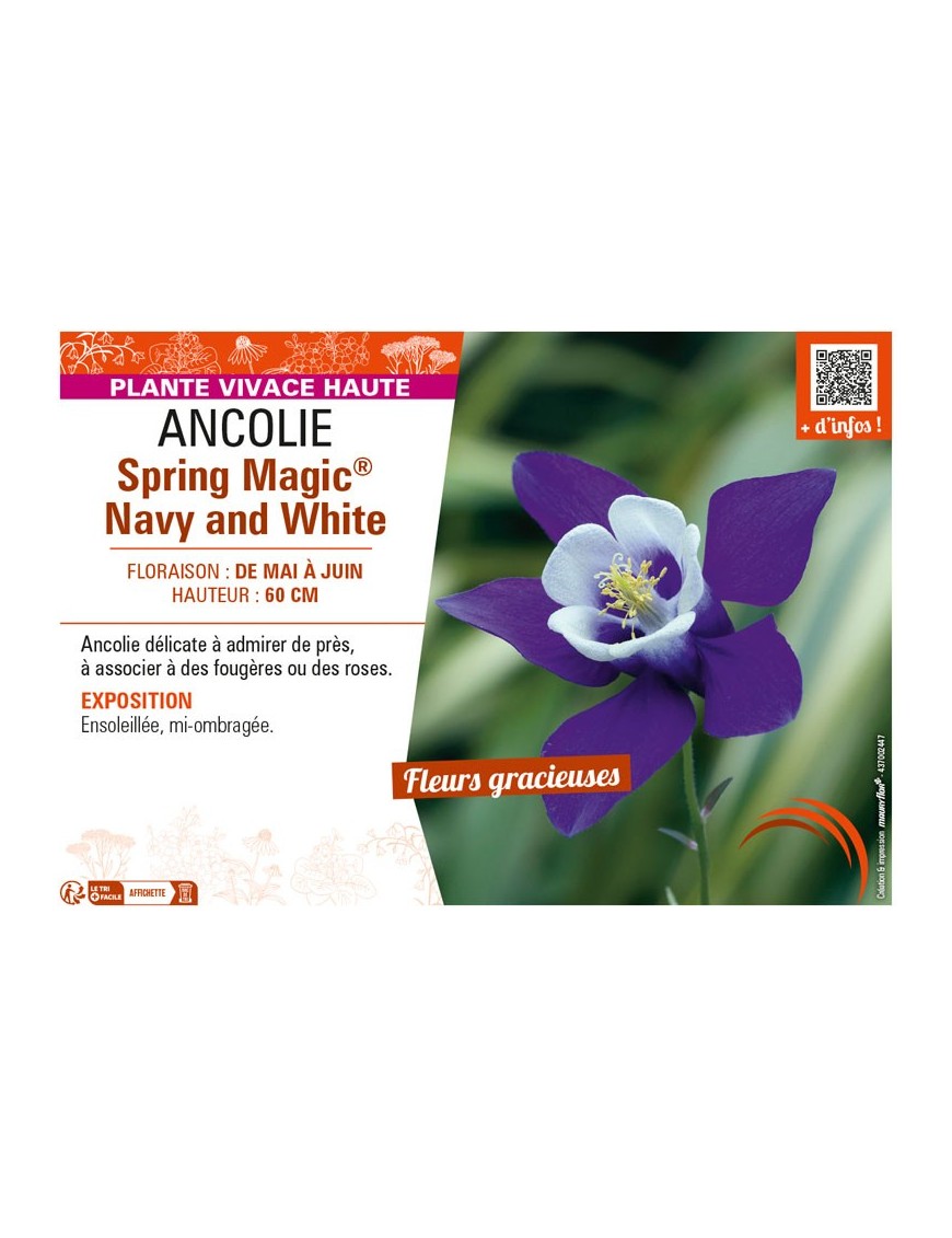 (AQUILEGIA) ANCOLIE SPRING MAGIC® NAVY AND WHITE