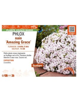 PHLOX nain Amazing Grace