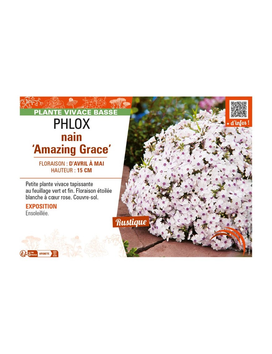 PHLOX nain Amazing Grace
