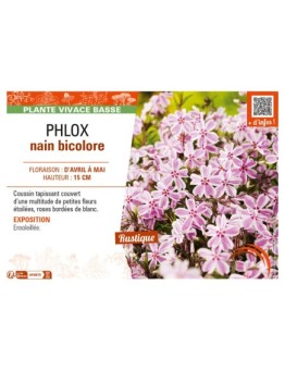 PHLOX nain bicolore