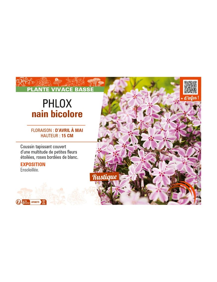 PHLOX nain bicolore