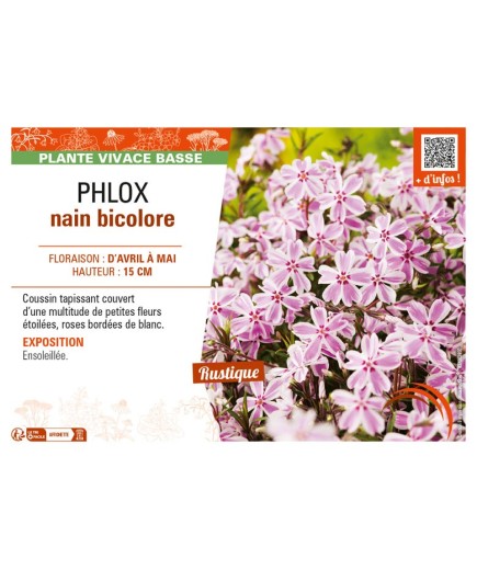PHLOX nain bicolore