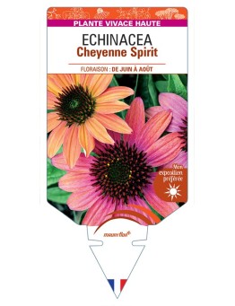 ECHINACEA Cheyenne Spirit
