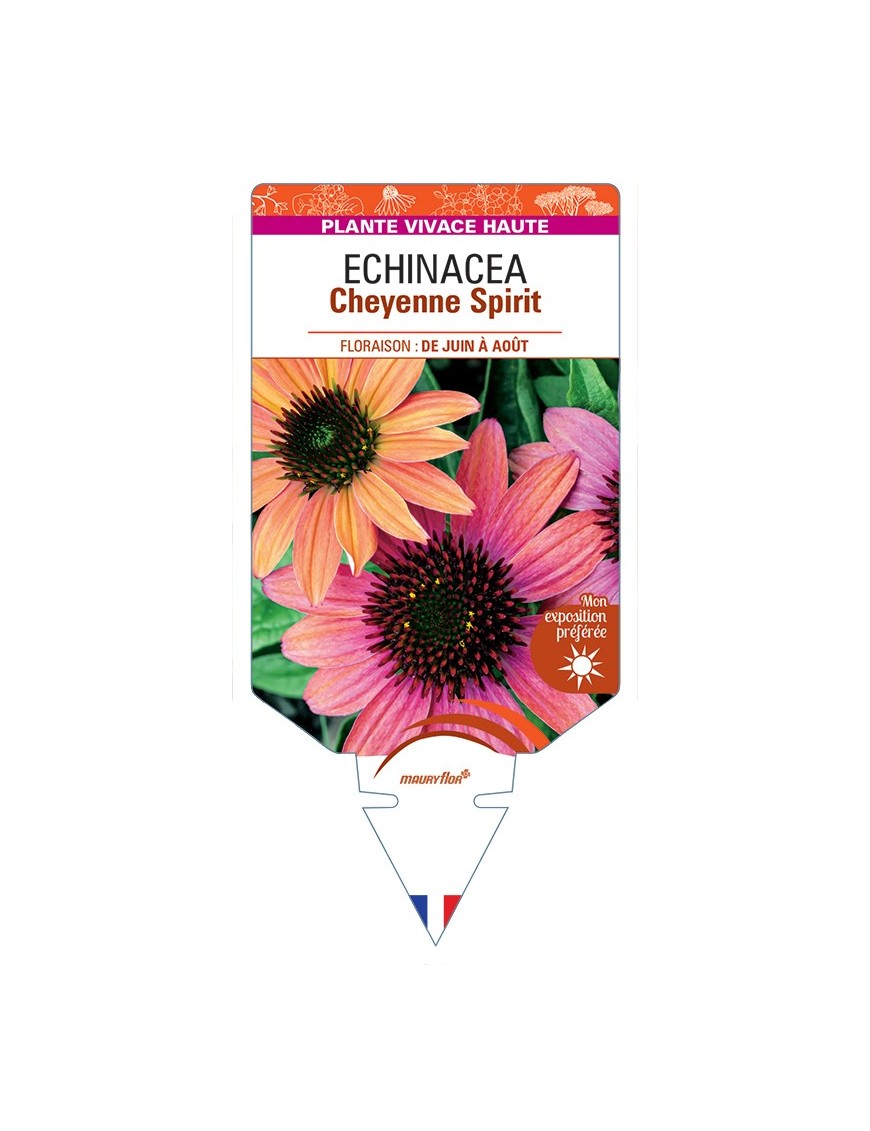 ECHINACEA Cheyenne Spirit