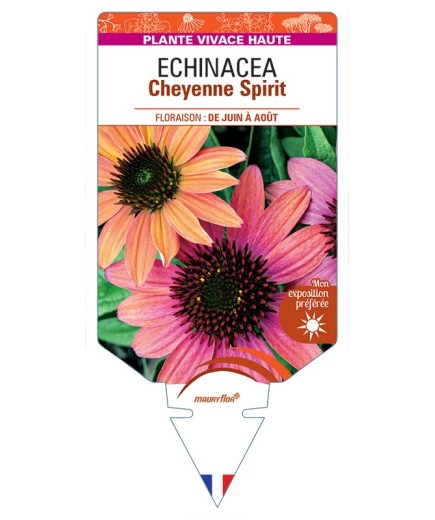 ECHINACEA Cheyenne Spirit