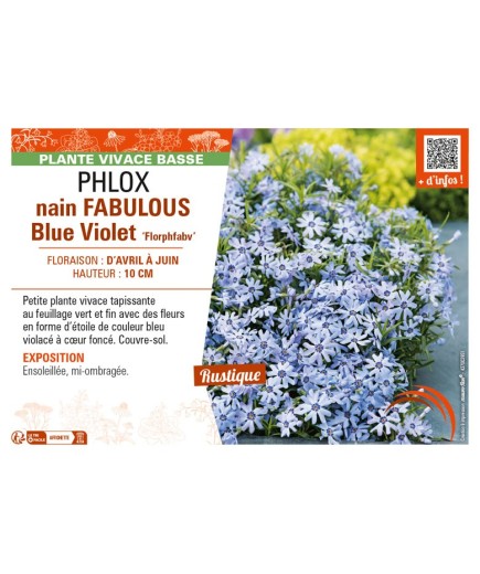 PHLOX nain FABULOUS Blue Violet Florphfabv