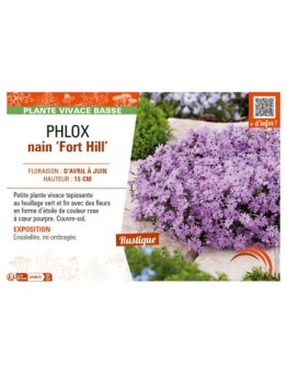 PHLOX nain Fort Hill