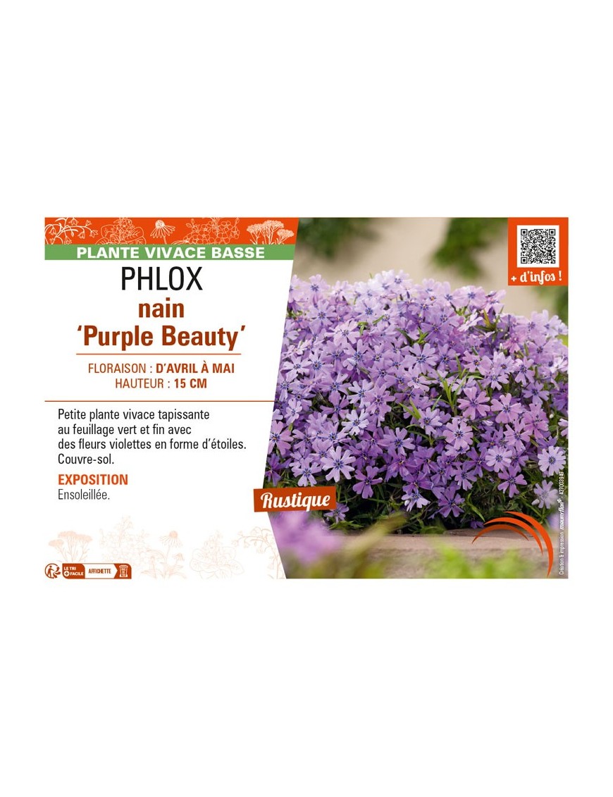 PHLOX nain Purple Beauty