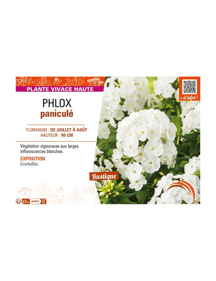 PHLOX paniculé (blanc)