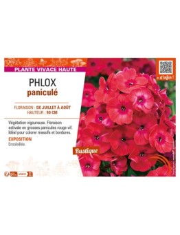 PHLOX paniculé (rouge vif)