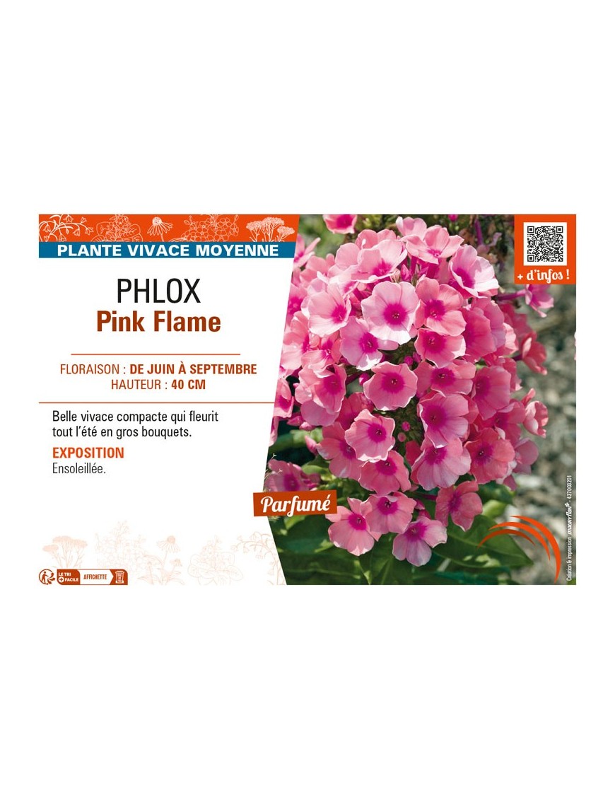 PHLOX PINK FLAME