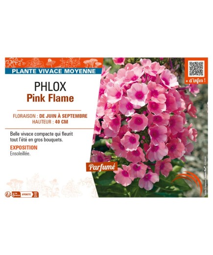 PHLOX PINK FLAME
