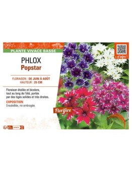PHLOX POPSTAR