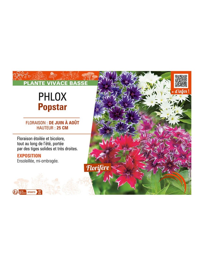PHLOX POPSTAR
