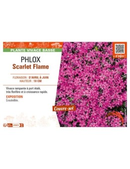 PHLOX SCARLET FLAME
