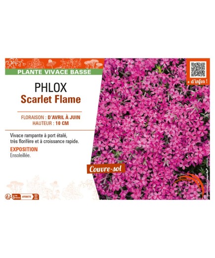 PHLOX SCARLET FLAME
