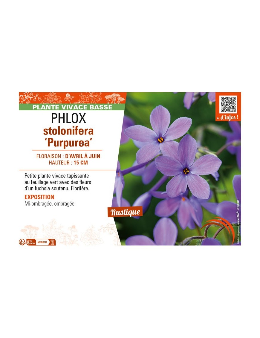 PHLOX stolonifera Purpurea