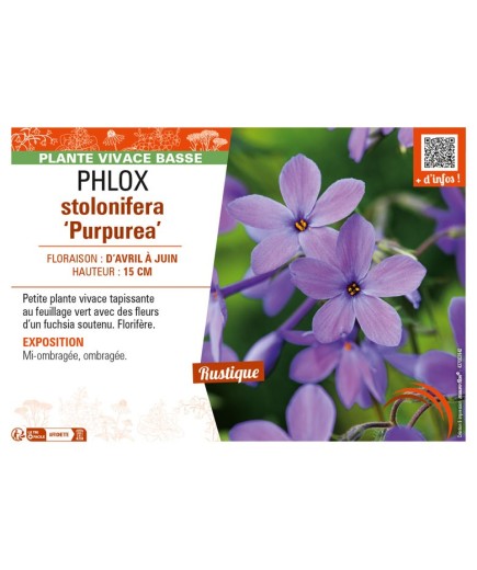 PHLOX stolonifera Purpurea
