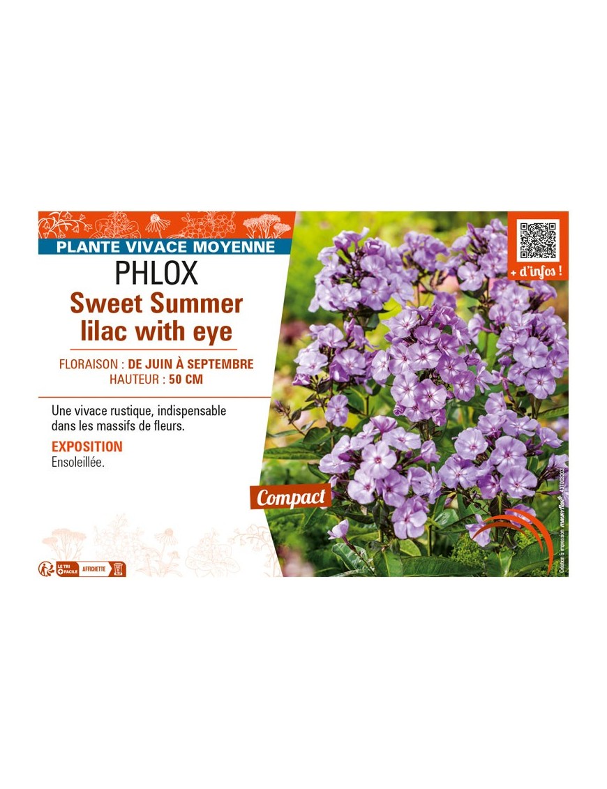 PHLOX SWEET SUMMER LILAC WITH EYE
