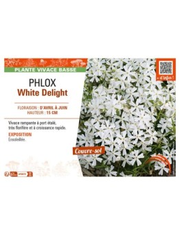 PHLOX WHITE DELIGHT