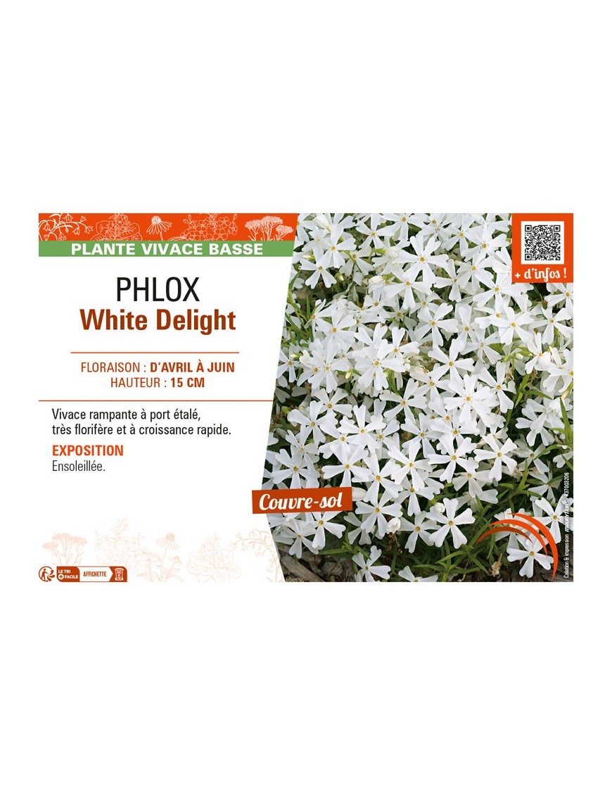 PHLOX WHITE DELIGHT