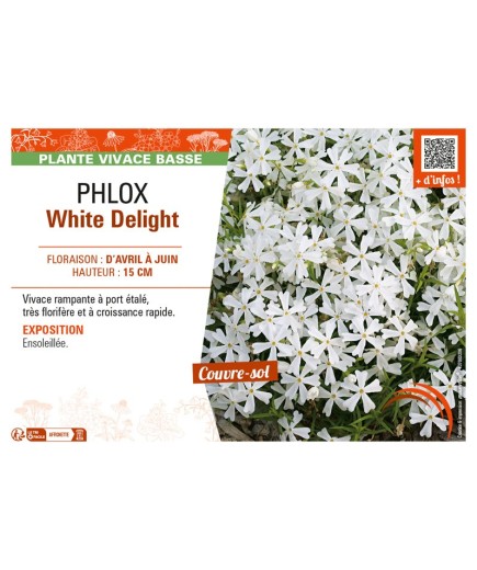 PHLOX WHITE DELIGHT